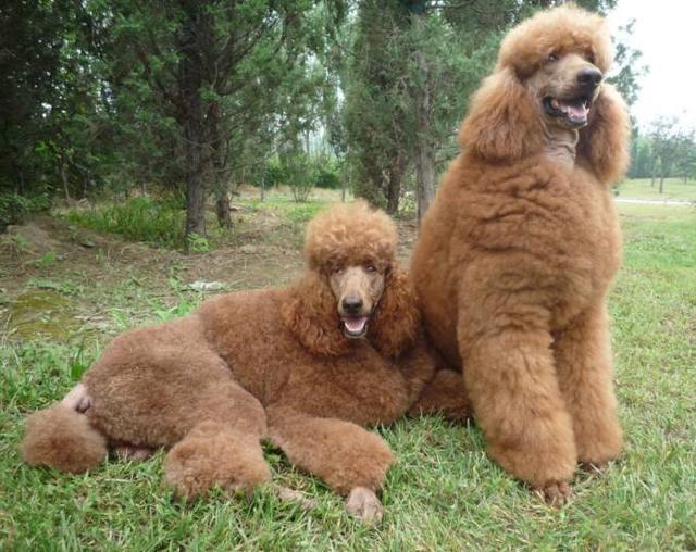 巨型贵宾黑色和灰色哪个更贵,巨型贵宾是不是巨贵