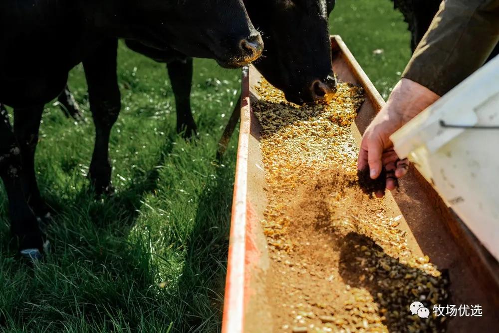 一般市场的牛肉可以做牛扒吗,煎牛扒买什么牛肉