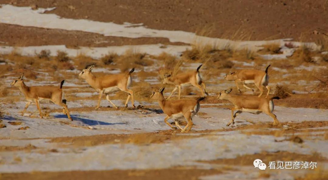 内蒙古巴彦淖尔有多美,巴彦淖尔有多美
