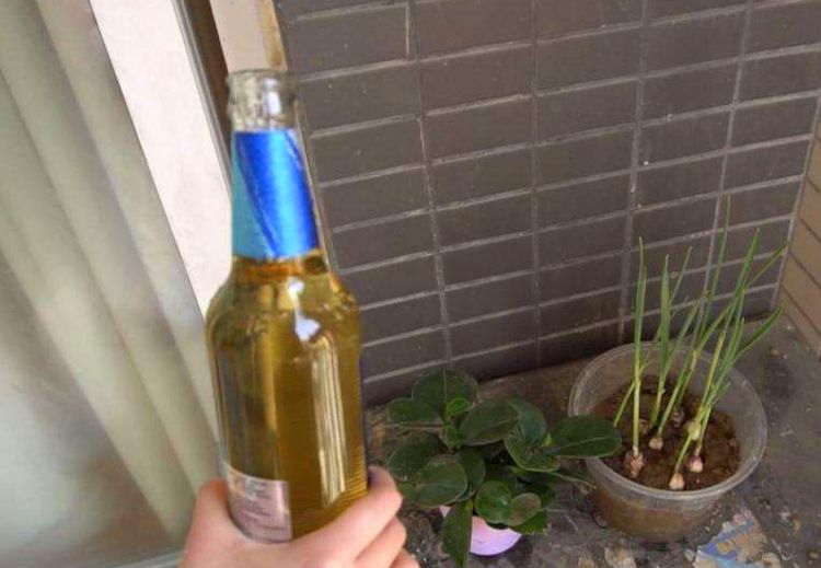 植物叶面不油亮缺什么,植物不缺水但叶子发黄