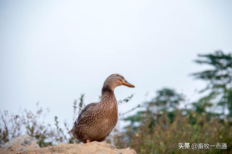 蛔虫和绦虫哪个危害大,蛔虫病绦虫病蛲虫病