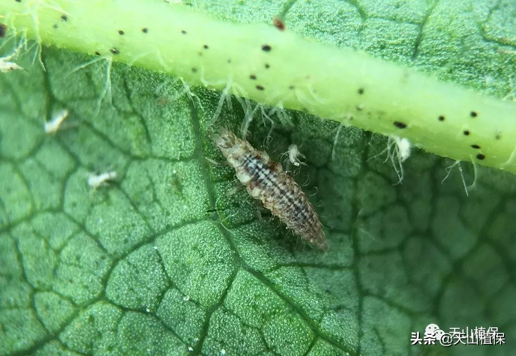 病虫情报第十一期,兵团第七师最新消息