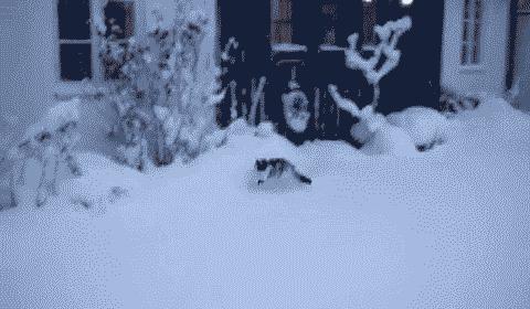 猫爪为什么那么有力,猫爪那么锋利猫舔手不会受伤吗