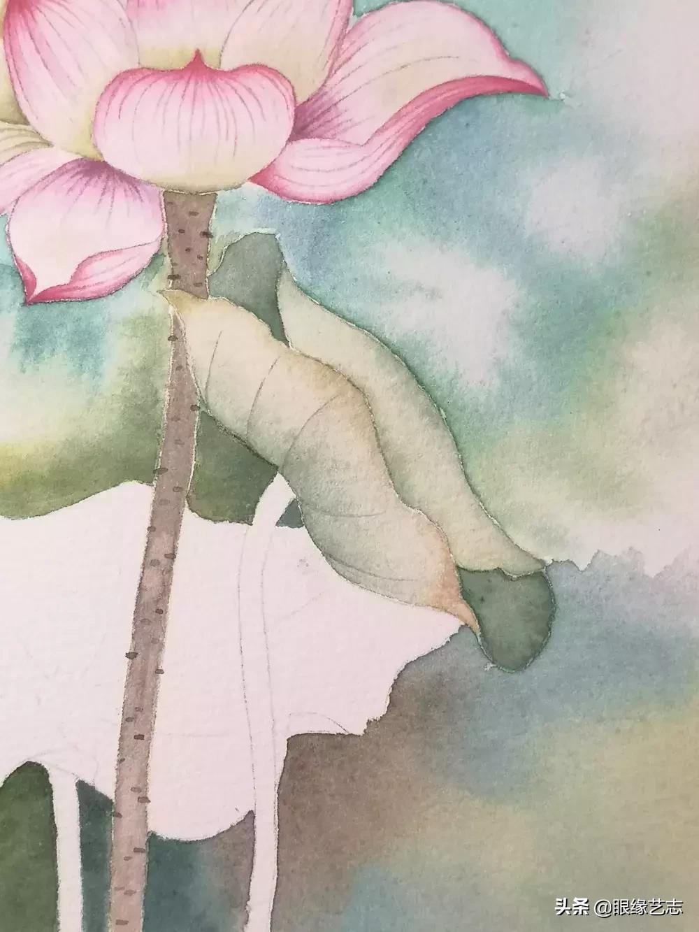 水彩莲花画法教程,白色荷花水彩画法教程