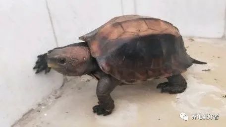 你家的乌龟长什么样子呀,你们家的乌龟长什么样