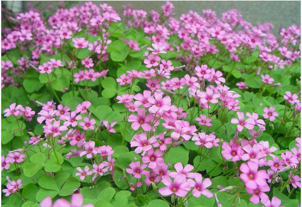 一个小“蒜瓣”,沾土就开花,一平方能养一百盆,生崽一大窝