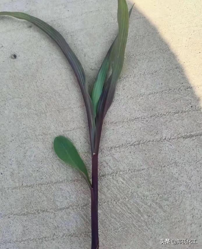 玉米苗发紫怎样防治,玉米移栽后出现紫红色