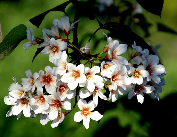 桐籽花开诗句,桐籽花开阆中