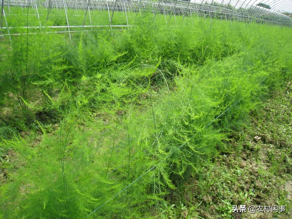 大棚芦笋种植的真实收益,种植芦笋买种子好还是买苗子好呢