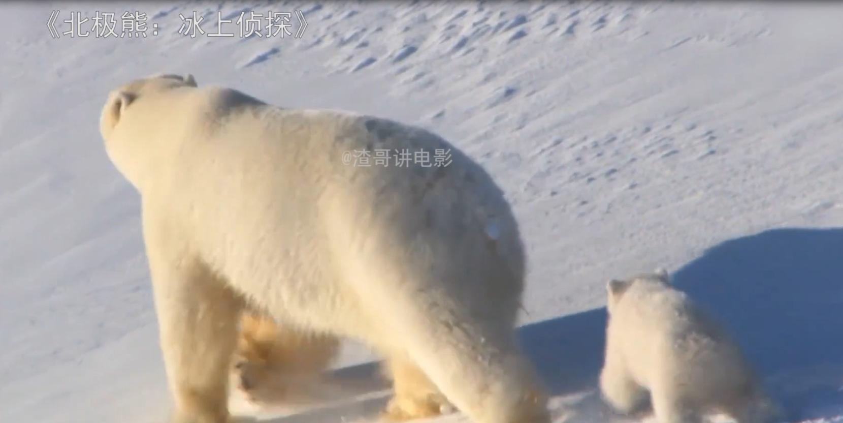 北极熊捕杀海豹的视频,北极熊捕杀海豹的真实过程