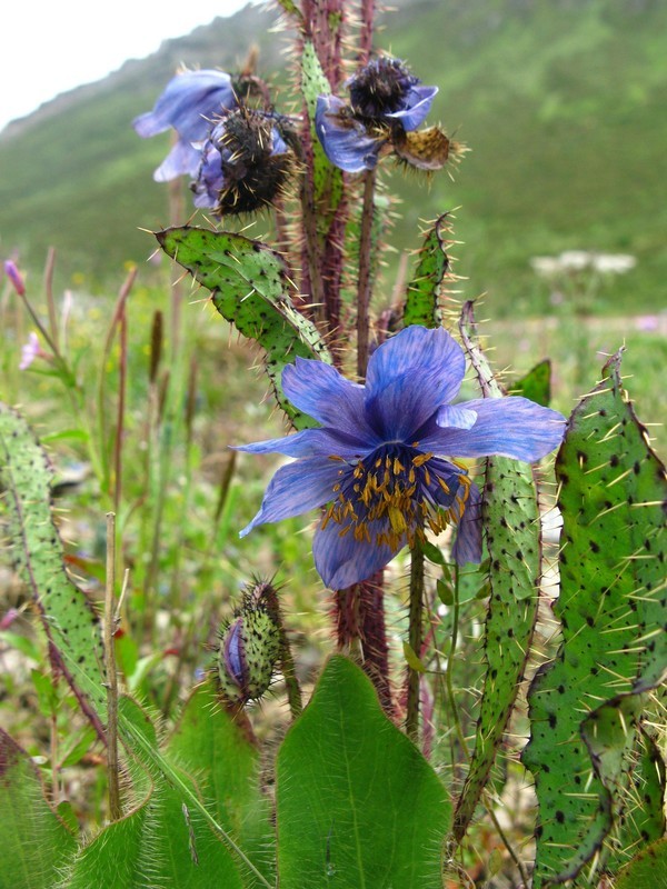 四姑娘山冬日旅行,2022年冬天四姑娘山游记