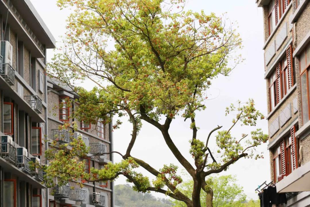 免摊位费免保证金免服务费...瓶窑老街喊你一起“全民练摊”！摆摊摆得好，100万资金和10间商铺，奖给你！