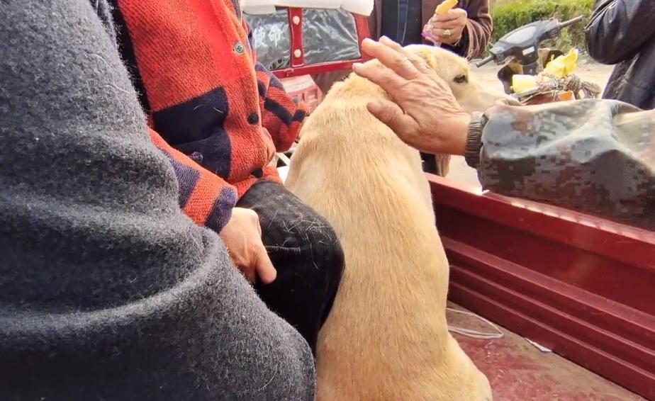 河南：620！百般不舍的拉布拉多易主，大妈泪别：这狗是感情动物