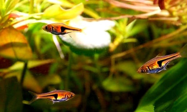 小型观赏鱼金三角灯,库尔勒金三角观赏鱼