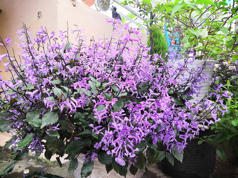 几种很耐热的盆栽花卉，适合夏天养，叶绿花美，花期长，养护简单