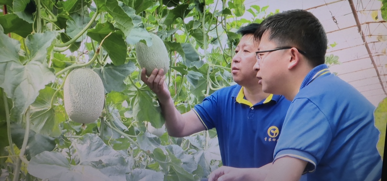 全国种植西甜瓜,辽宁甜瓜种植方法