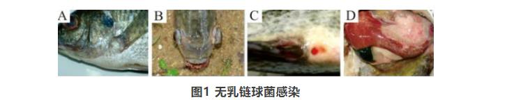 水产养殖常见的鱼类出血烂身性疾病的分析与防控
