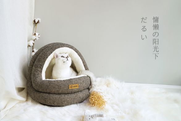 猫狗双全必备清单,猫狗主子的日常