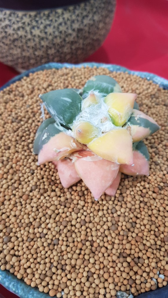 多肉欣赏桃美人,多肉植物欣赏