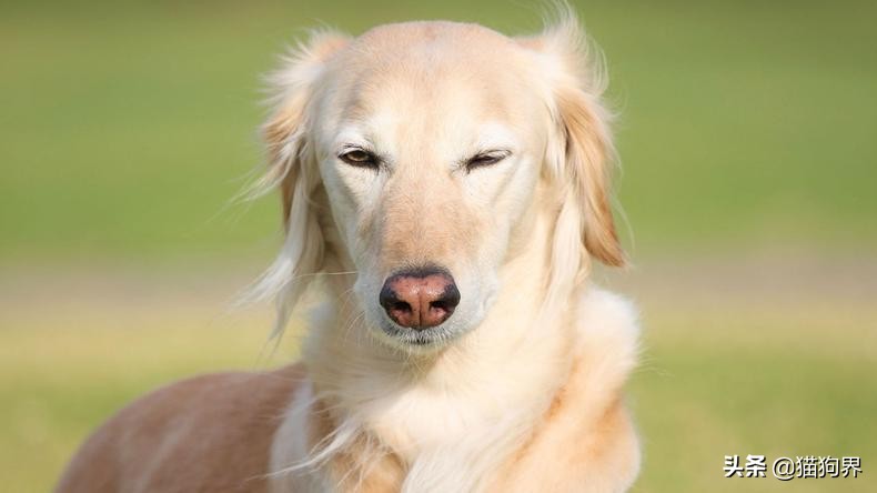 狗狗为什么喜欢吃糖,狗狗能吃糖吗吃了糖会怎么样