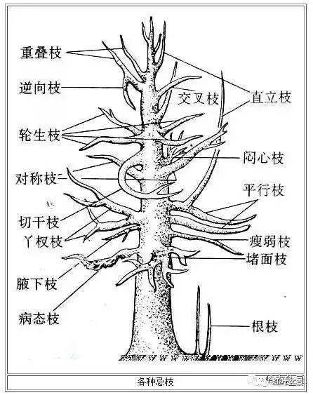 十字修剪法,十字花技法