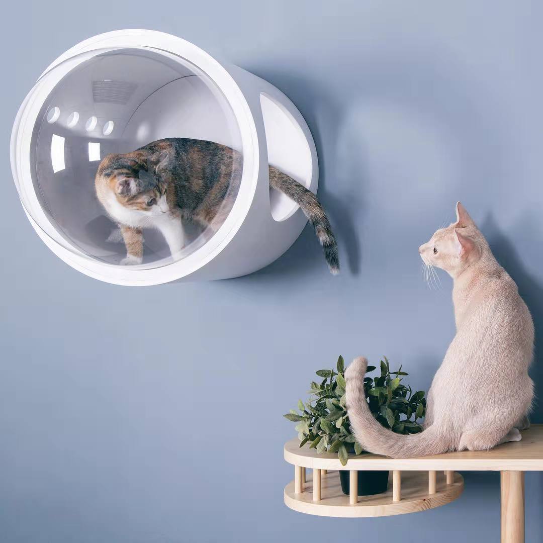 铲屎官无论有多穷，只要在这三方面舍得花钱，猫咪会越来越健康！