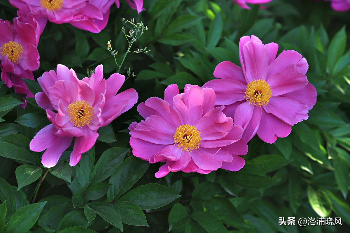 大院绿化的回忆——顺便看看院里的芍药定个究竟有多少种？