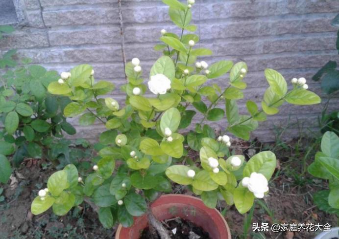 茉莉盆土怎么处理,茉莉土壤板结怎么办