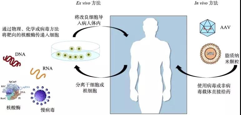 医学前沿：基因治疗概况