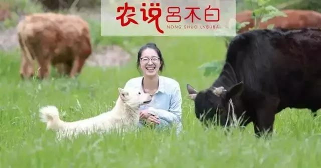 杭州90后姑娘大山里养牛,临安美女养牛