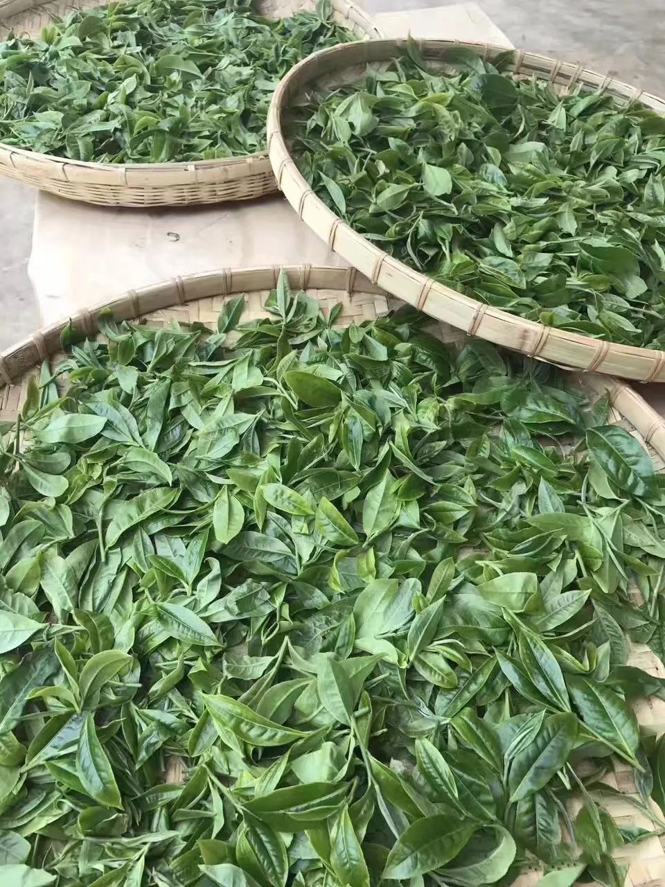 冰岛五寨古树茶属于什么茶,冰岛五寨普洱茶熟茶1000g