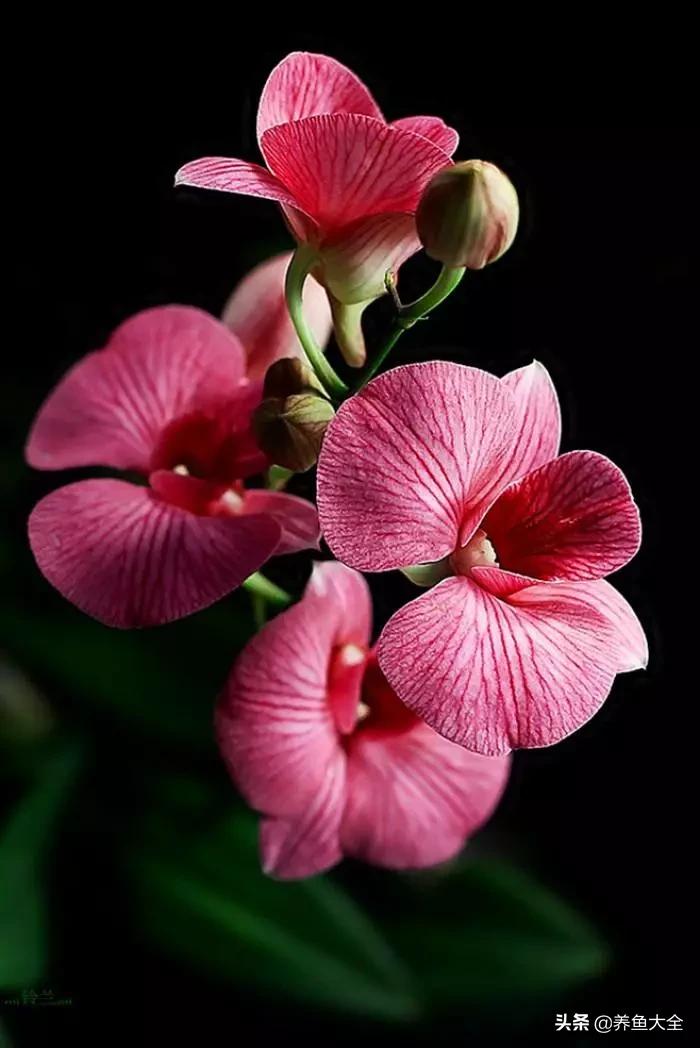 一至十二月的花期,12月到2月份的花期