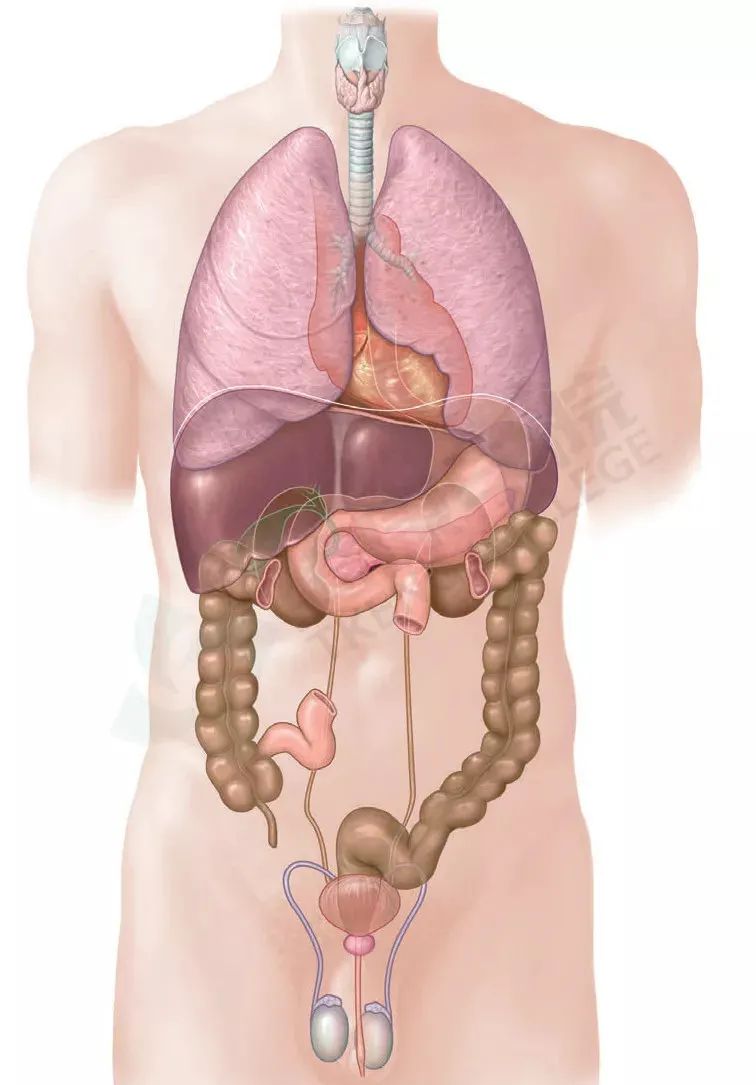 内脏痛一般伴有其它症状,说话内脏痛怎么回事