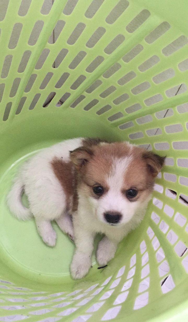 养一只很乖的狗是什么体验,养一只聪明的狗是什么体验