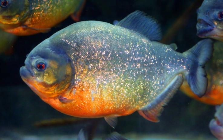 亚马逊雨林为什么称为人类禁区,人类禁区亚马逊雨林大蟒蛇