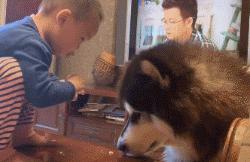 谁说怀孕要送走狗狗？如今狗狗成了孩子专属保镖啦