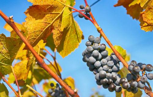 葡萄籽精华抗衰老抗氧化,葡萄籽真的可以美白抗氧化吗