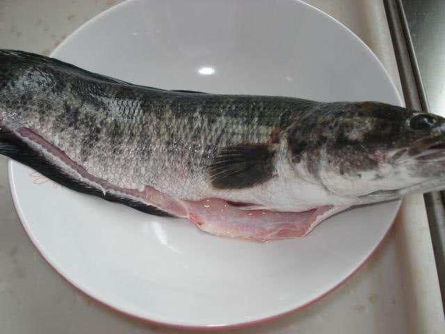 黑鱼一般都吃什么,黑鱼一般吃什么