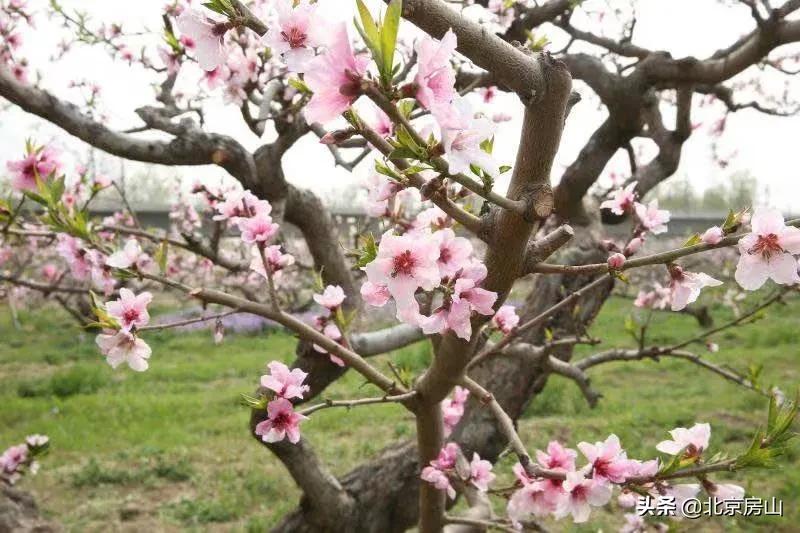 春天房山赏花的地方有哪些,房山赏花攻略