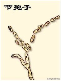 真菌结构图手绘简单清晰,真菌结构和功能的基本单位是什么