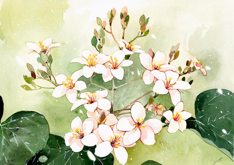 三春归处繁花尽,桐花半落饯春行——守护春天的飘零,桐花的深情