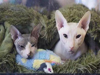 世界上最致命的猫黑足猫,世界十大奇特的猫你见过哪一种