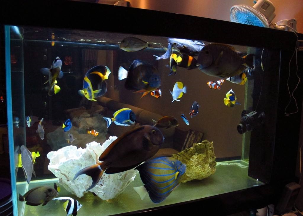 玩海缸从零开始,玩海缸最重要的是什么