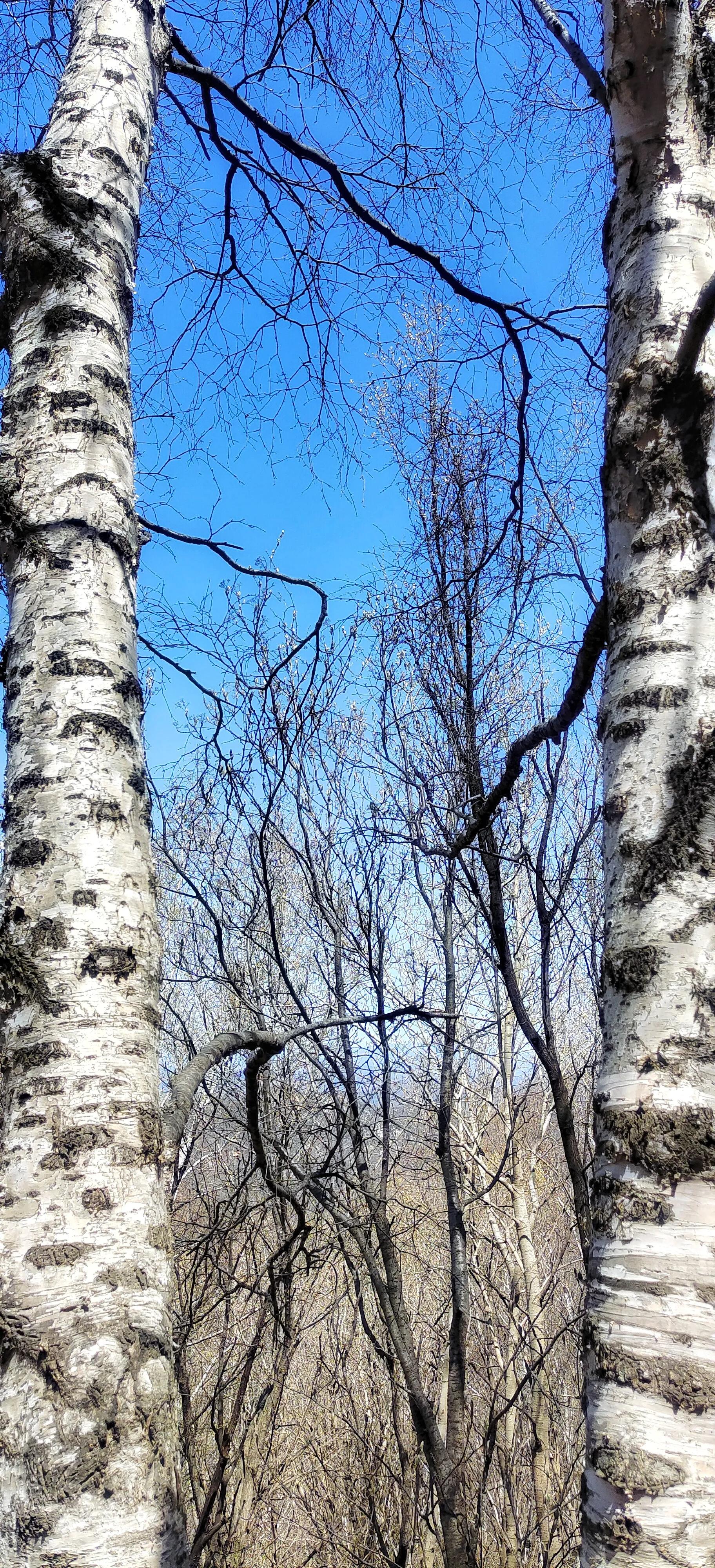 喇叭沟门原始森林住宿,喇叭沟门原始森林冰川