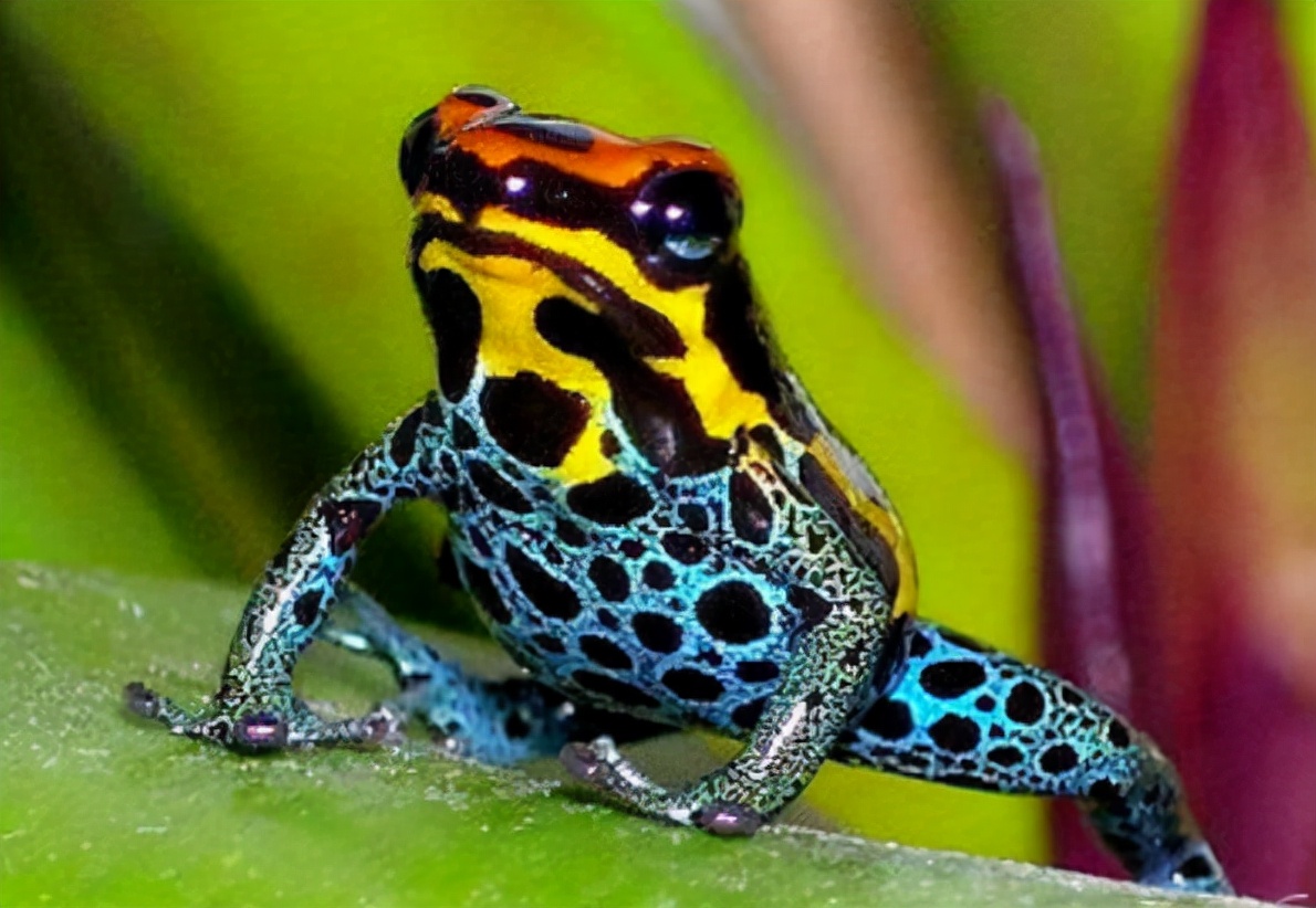 亚马逊雨林为什么称为人类禁区,人类禁区亚马逊雨林大蟒蛇