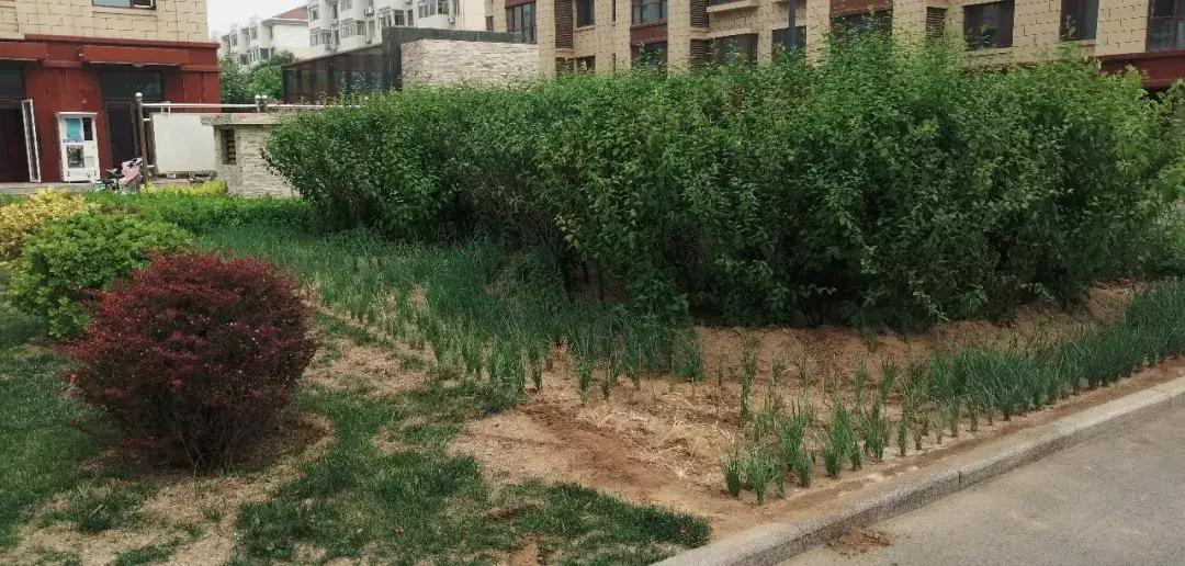 武清景瑞花园为什么便宜,武清莱茵翠景一开始卖多少钱