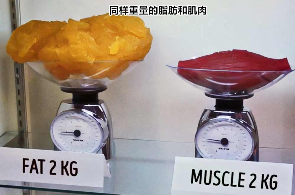 猪的智商体脂率,猪和狗的体脂率