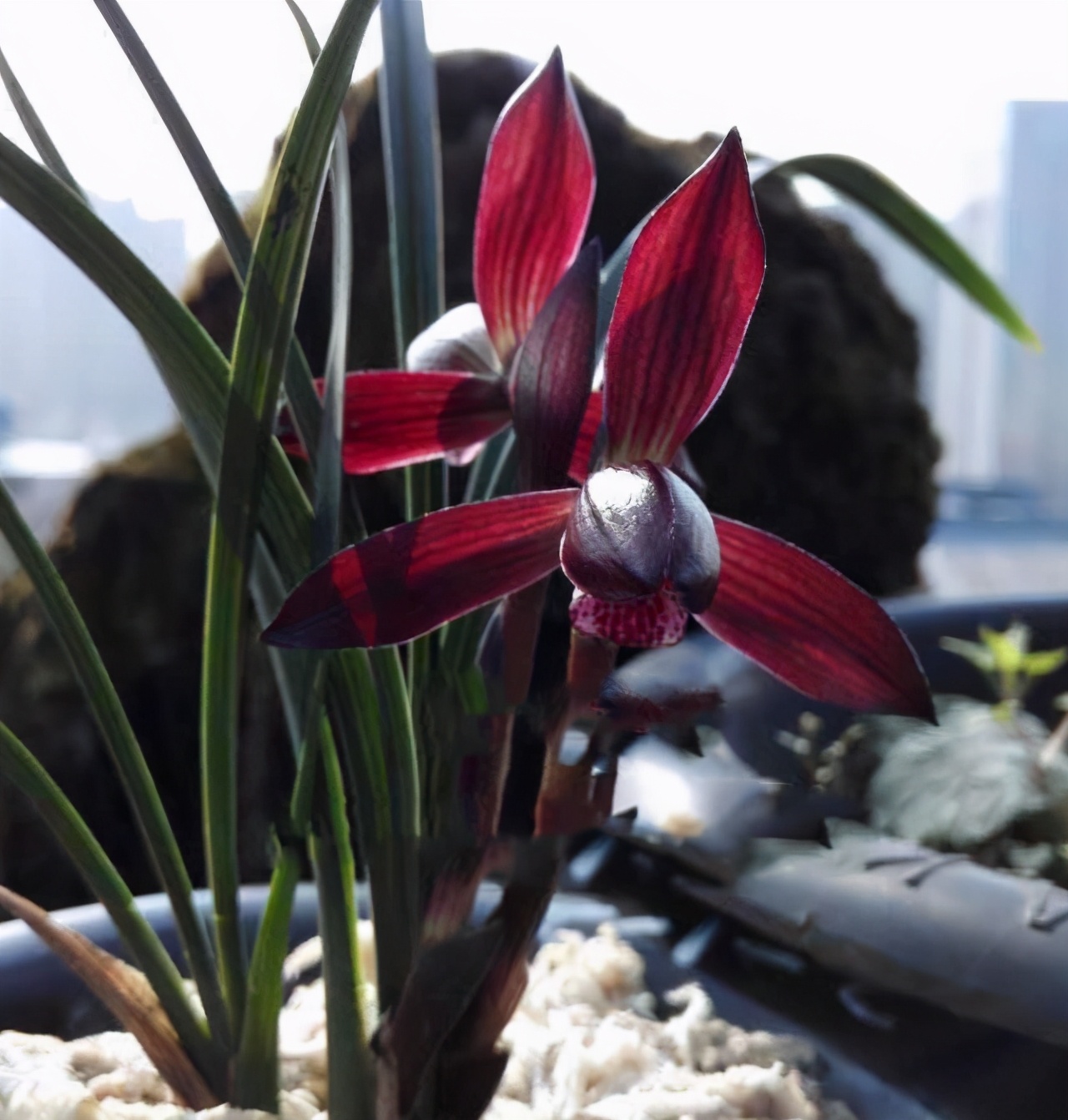 曾经不起眼的野草,现在成为“高档兰花”,花色鲜红,香味持久