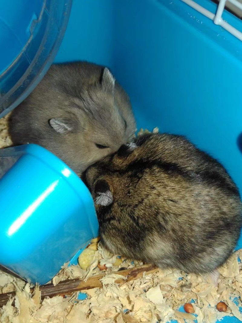 小学生养仓鼠注意事项,仓鼠小学生养要注意点什么