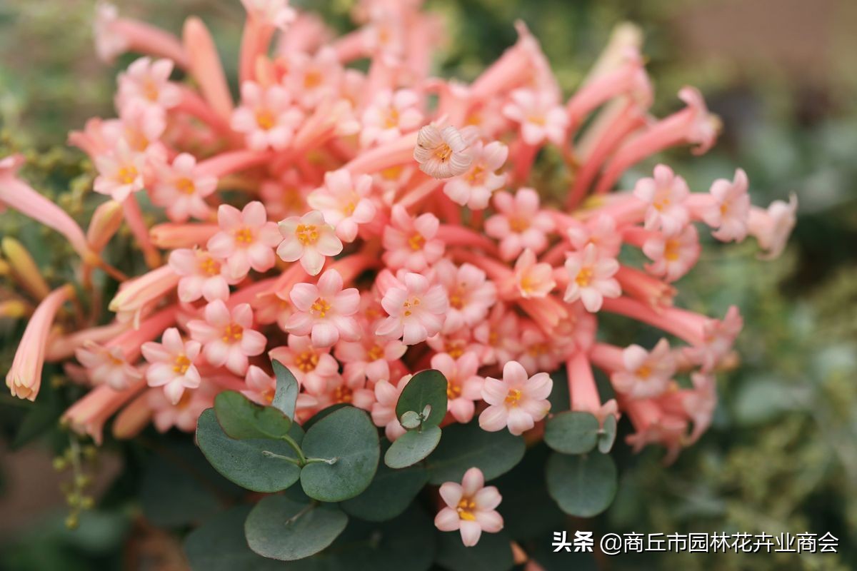 成为网红后有哪些变现方法,成为网红月入百万窍门